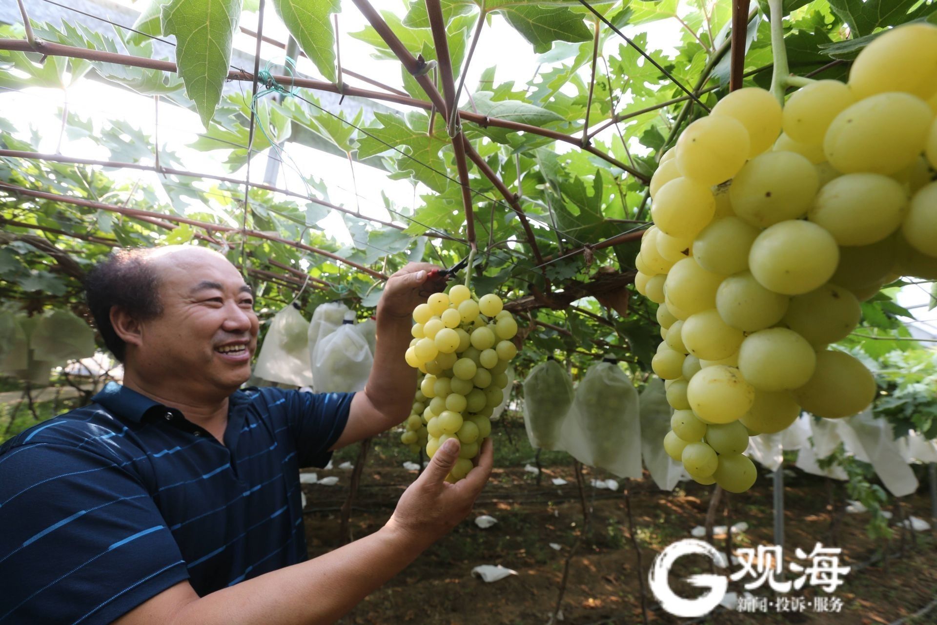 韩玉波说,他和葡萄的结缘已经不记得是什么时候了,从小家里就种植葡萄
