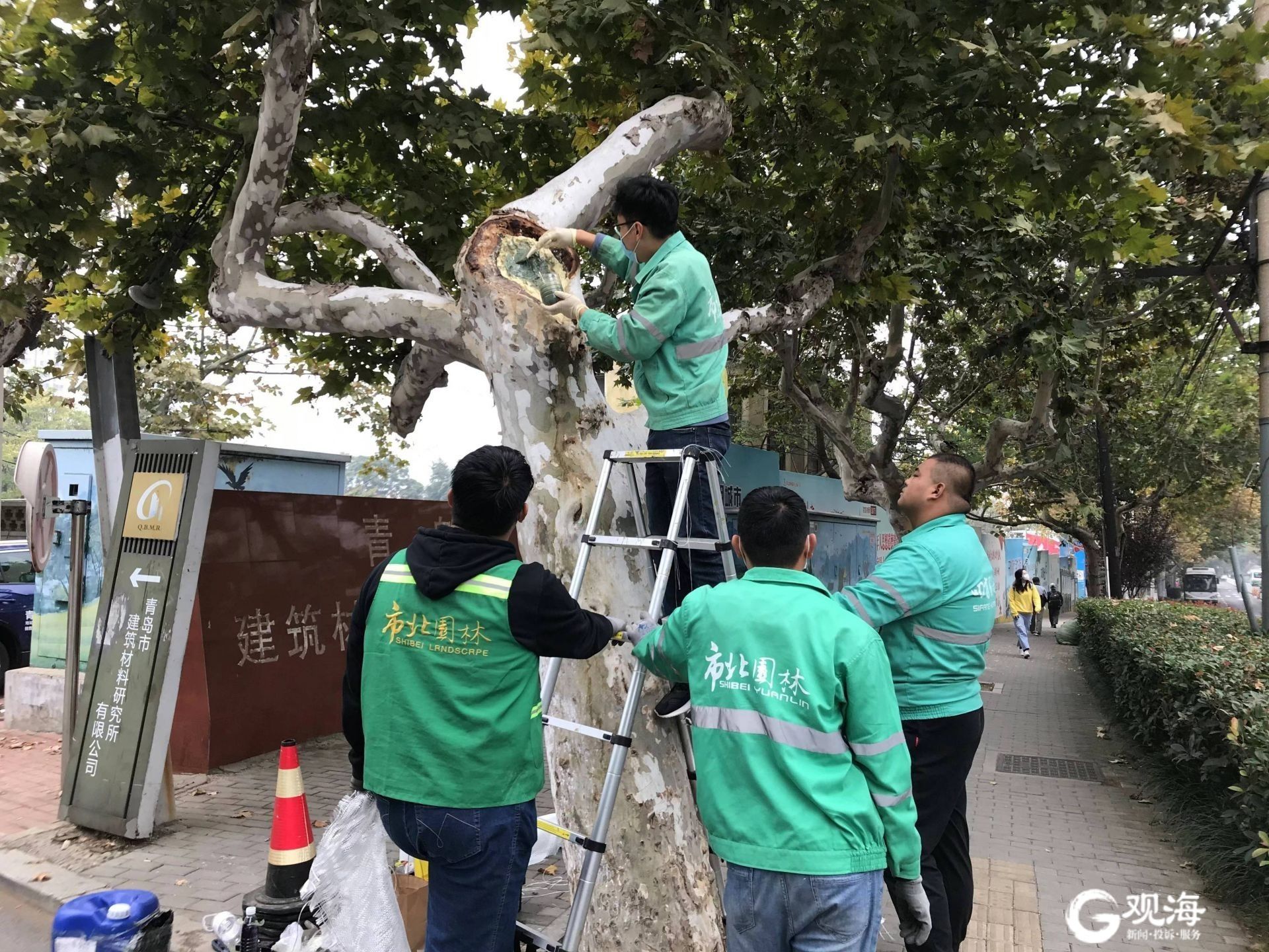 拍ct做b超涂药膏青岛古树名木保护专家用妙手让枯木逢春