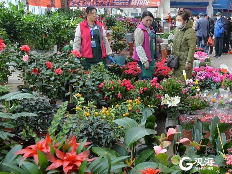 春节临近青岛花卉市场又热闹起来了