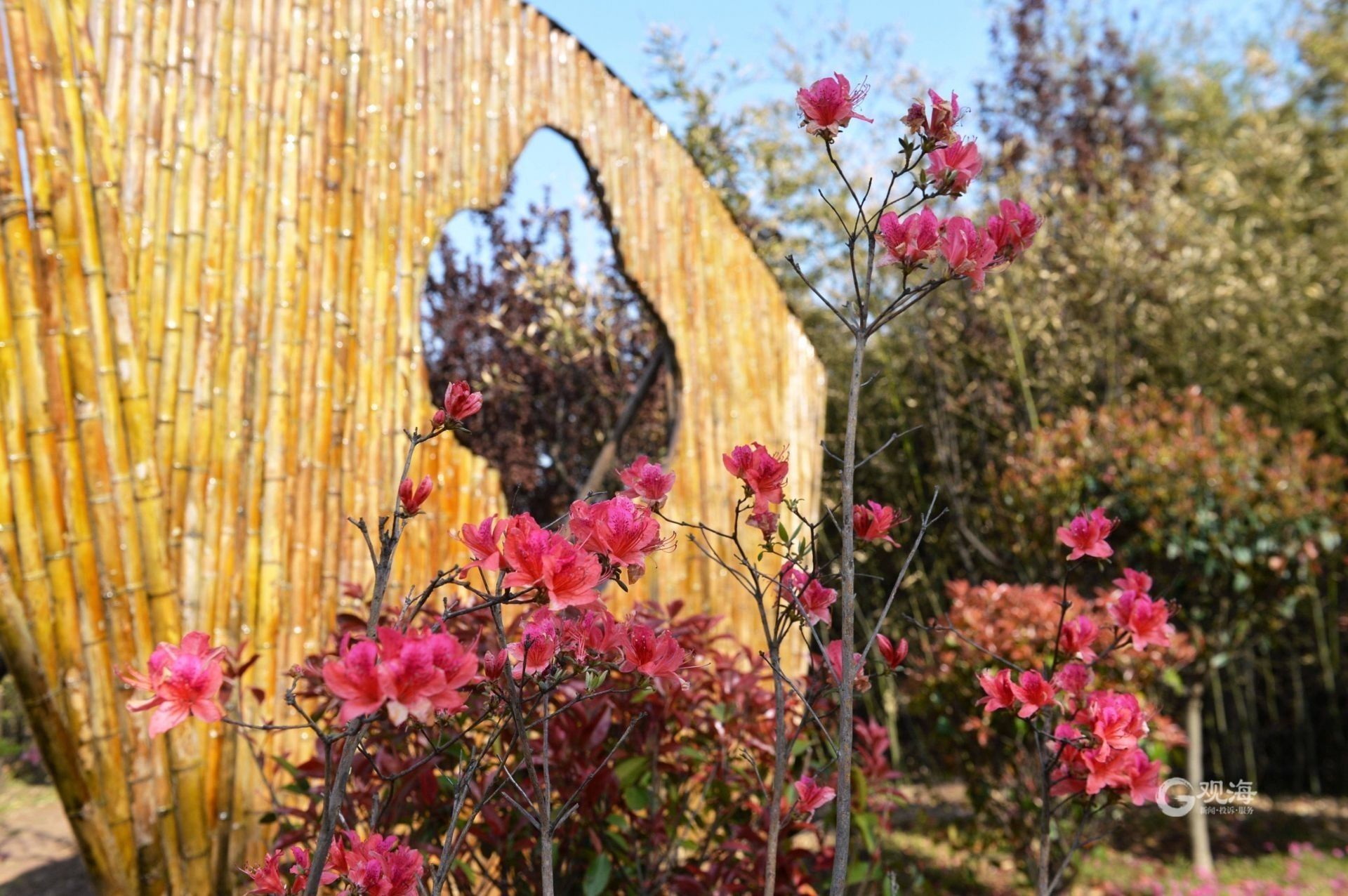 即墨马山公园杜鹃花开映山红美成一幅画