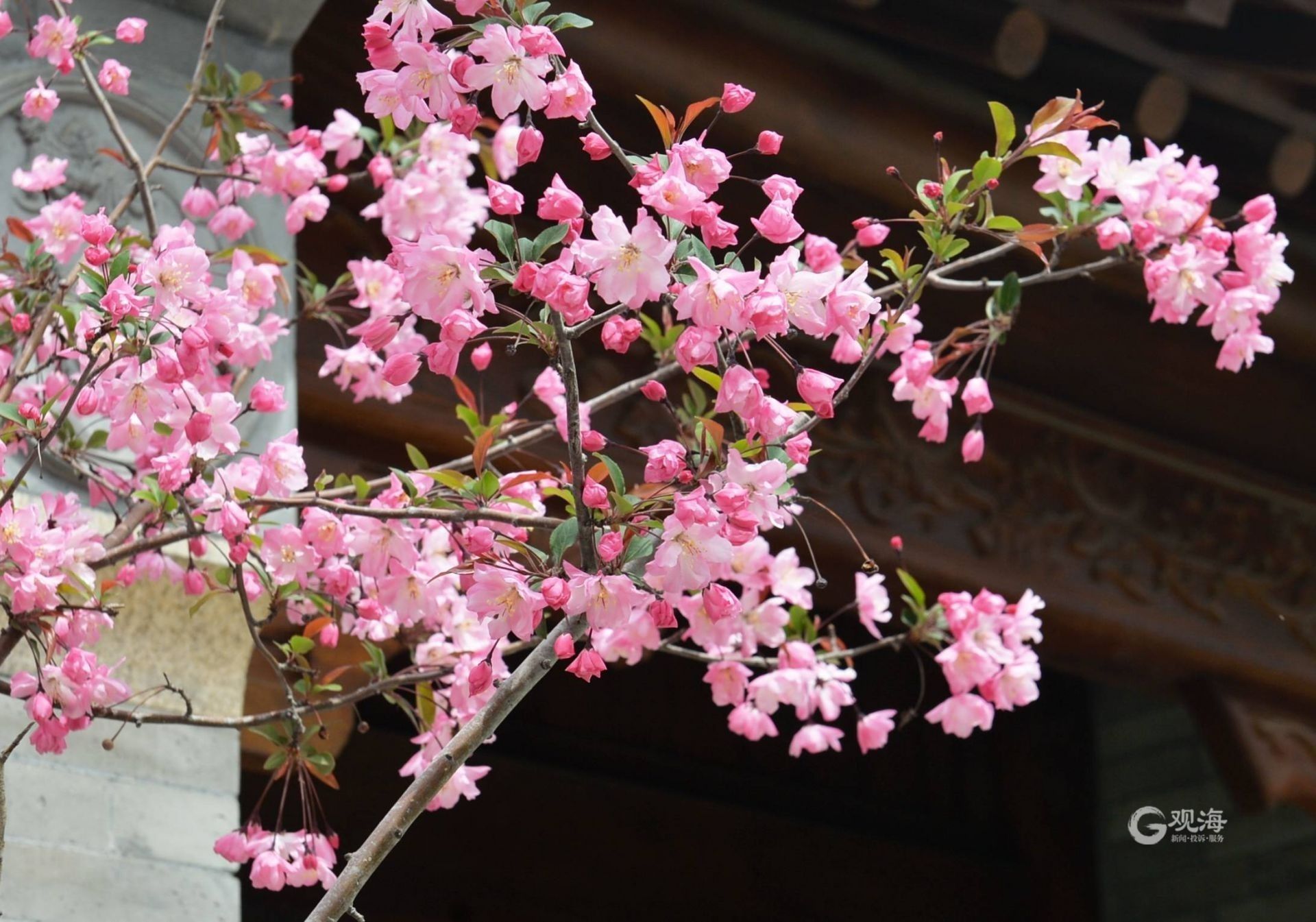 即墨古城海棠花开是春深
