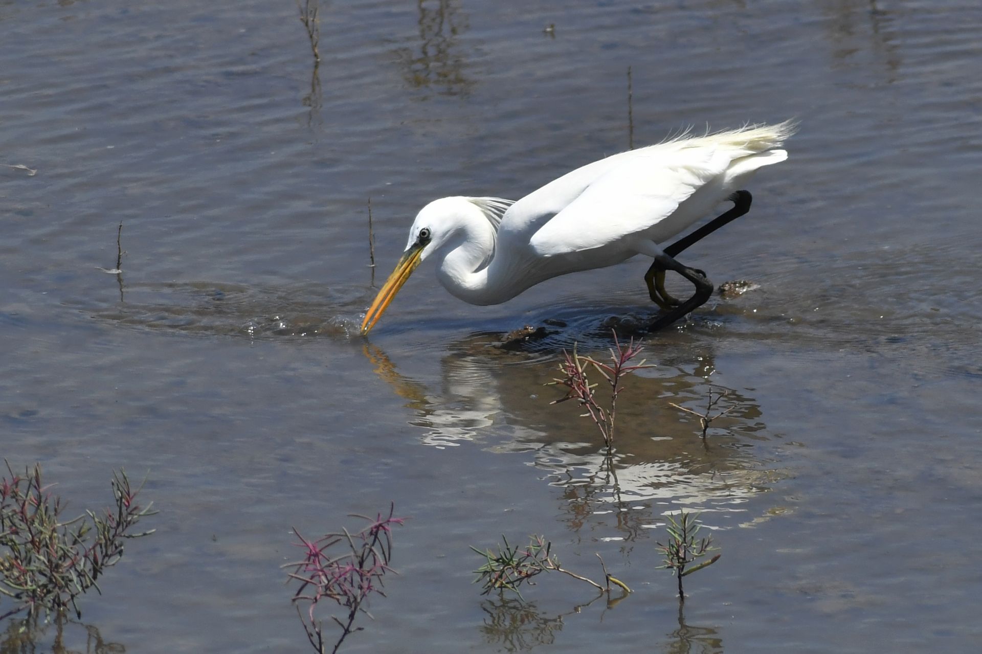白鹭觅食,翩跹起舞,好一幅生态画卷!